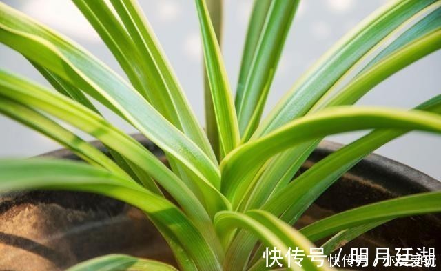 吊兰|卧室就养4种花,“养人”又养气,不是没有道理