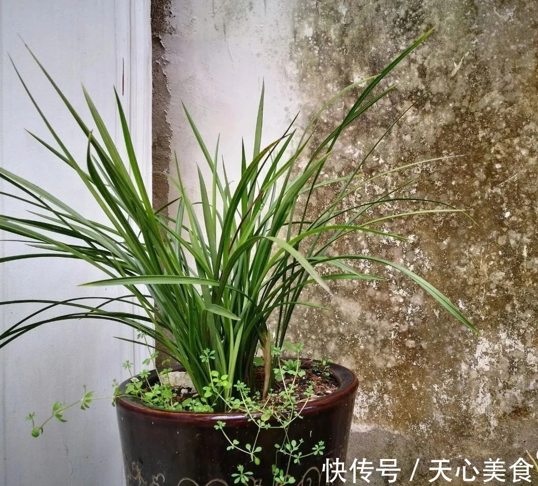 植料|春兰、蕙兰这样种植,4年不翻盆,也从没发现烂根