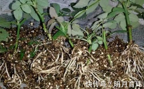 土壤|新手养花盆栽土里就掺杂它，土壤不结块，花草不闷根、烂根