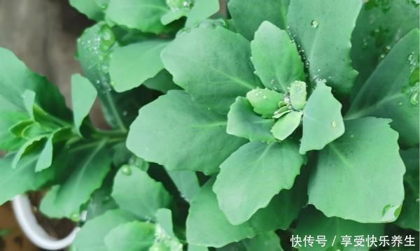 路边见这种花别小瞧,它就是“长药八宝”,家里养一棵不怕蚊子咬!