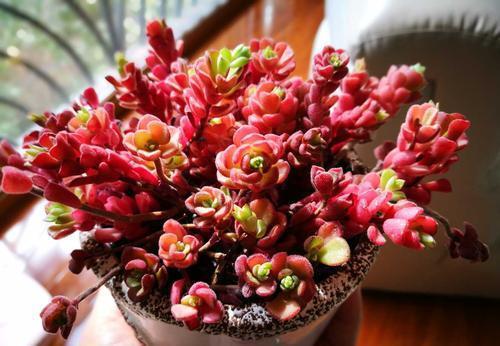 4种清新喜人的多肉植物,颜值高好养护,适合女生养!