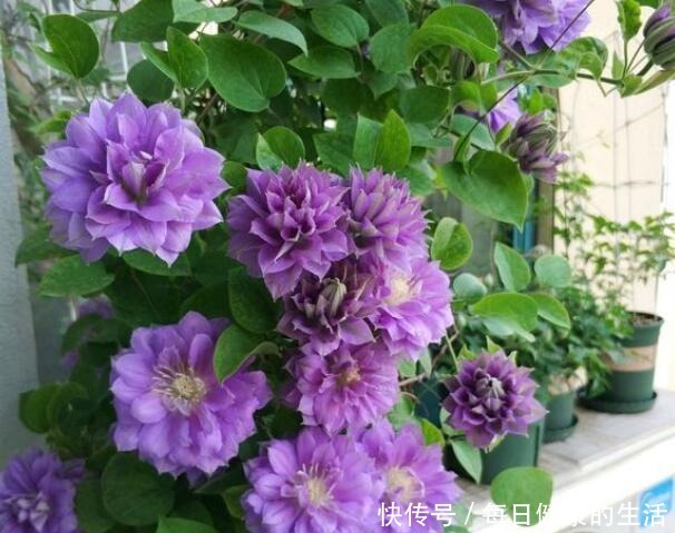 家有小阳台，就养“4种花”，春夏秋冬轮着开，365天都赏花！