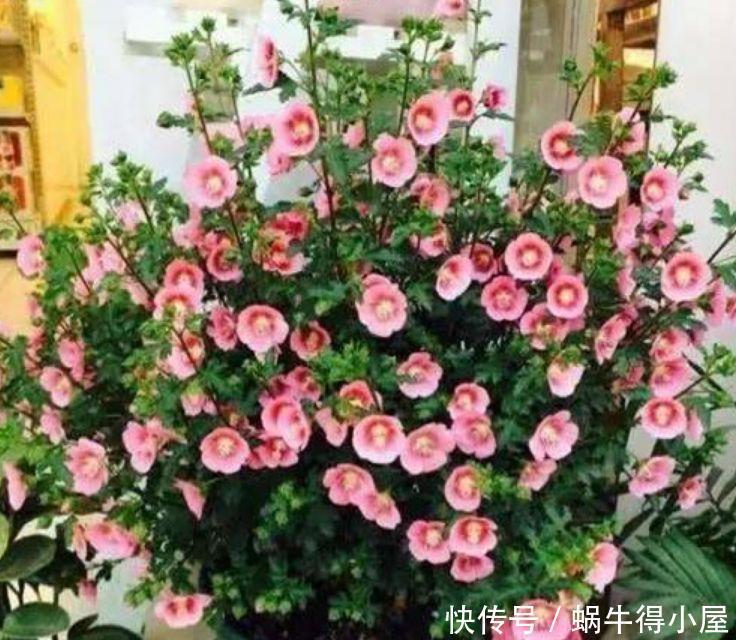 阳台养花就选4种,一开就是大半年,堪称开花机器,365天开不停