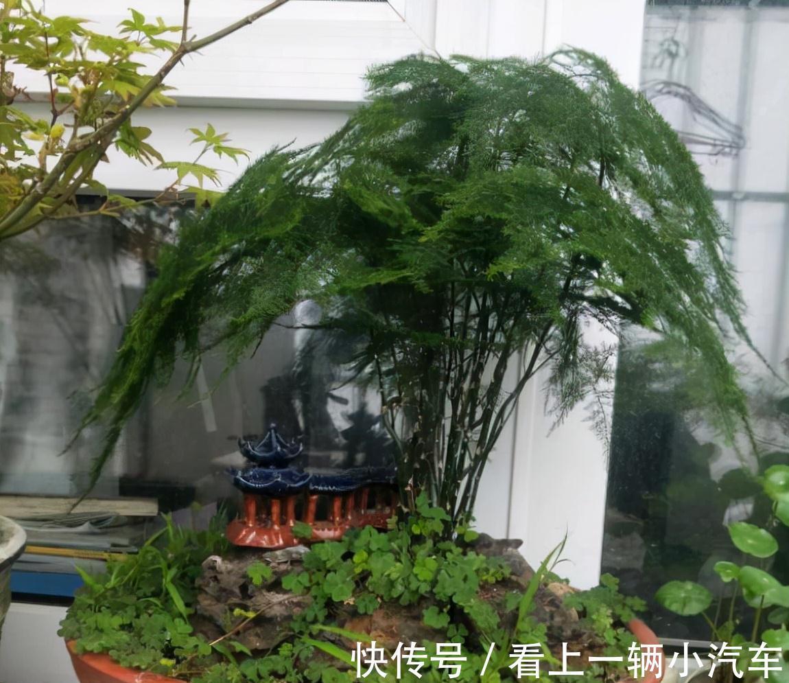 发黄|十二月养文竹,在“三位置”留点水,芽笋“咕噜”冒,养成小老桩