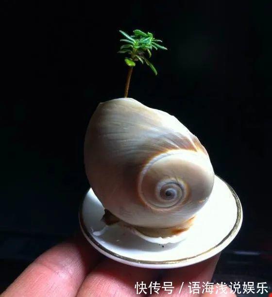 君子兰越小越值钱,养了4年,只有硬币大!