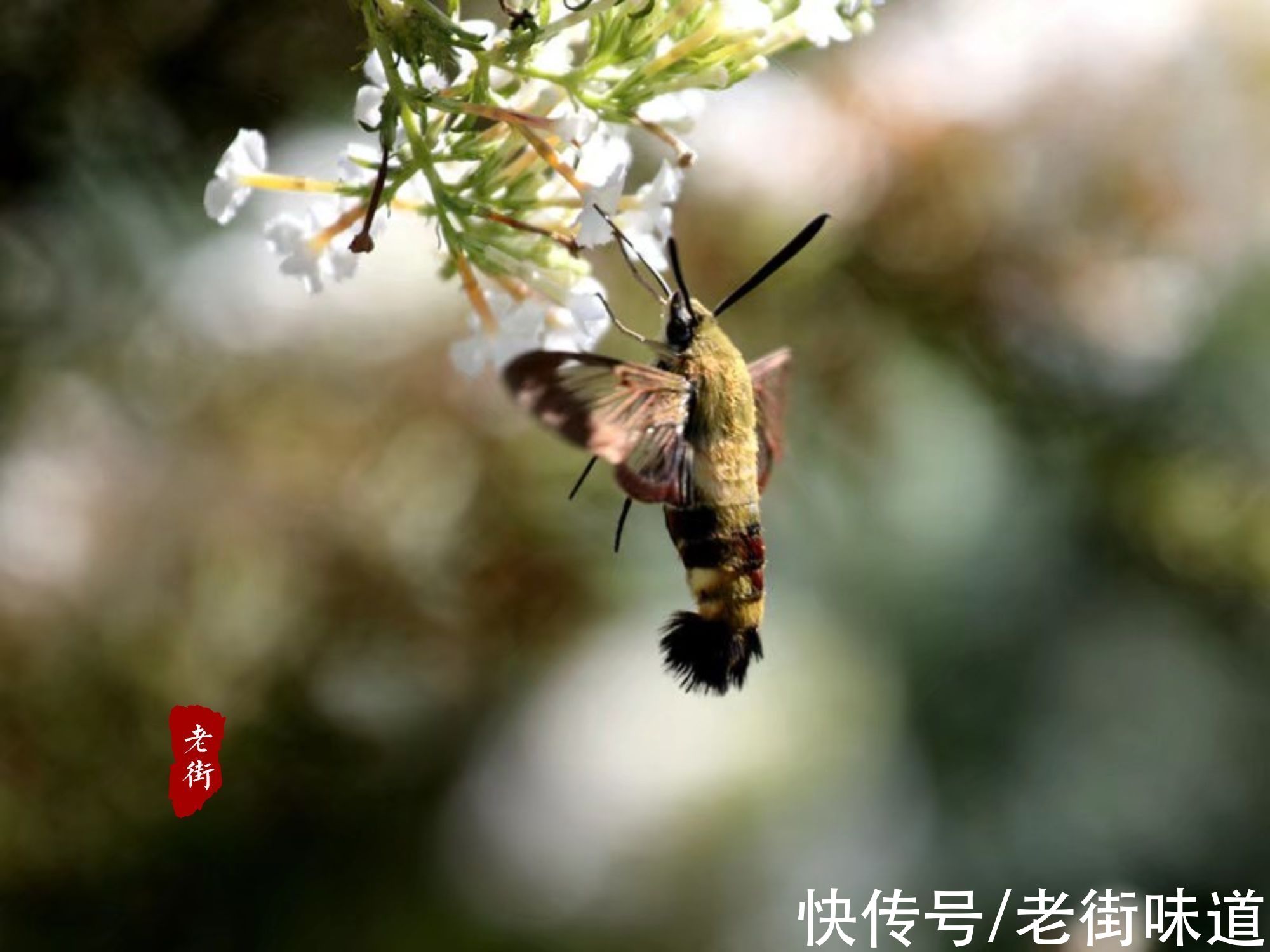 孔门&桃花细逐杨花落，黄鸟时兼白鸟飞，什么是律诗中的双拟对？