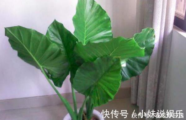 虞美人|有钱人家里从不养“4种花”,白送都不要,你还傻傻往家买