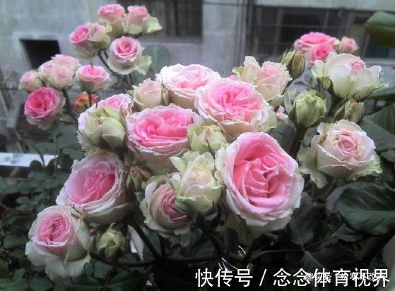 球根海棠|几种漂亮花，好打理，易爆盆，阵阵花香，花朵大！