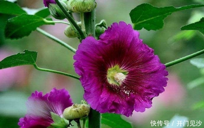 对待|3种花颜值超高,花色艳丽,全年开花,对待新手很友好