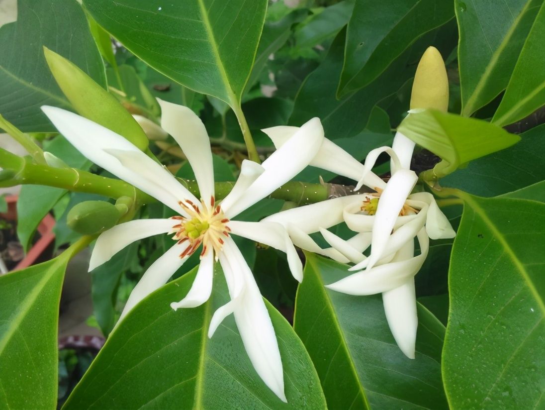 小齐|夏天可以买3种花，它们的共同点是：夏季开花，香味浓郁，好养活