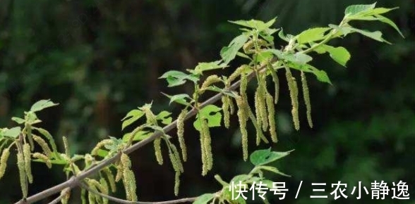 农村|农村一种野草,许多人觉得丑,城里人花钱也买不到