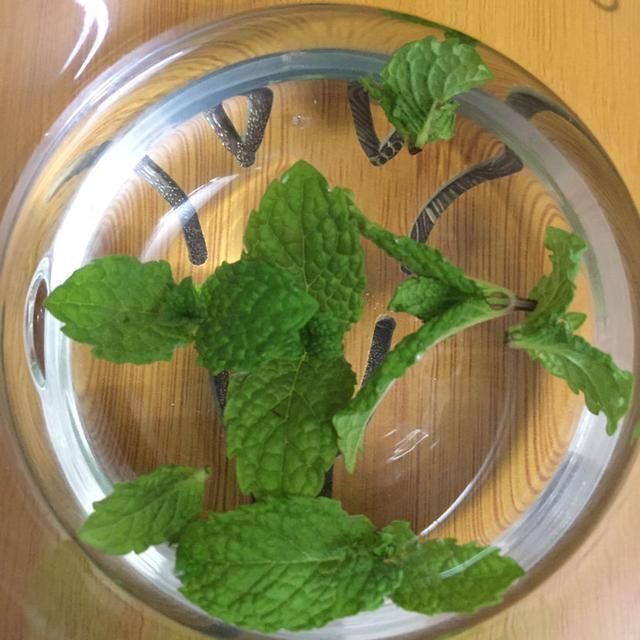 太阳花枝条|只用叶子也能扦插,这花把叶子剁5段,插到土里就能长成5盆花