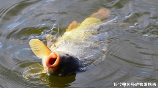 鲫鱼|端午后别用蚯蚓了,70岁老渔翁教你3招,新手10分钟钓上10斤大鱼