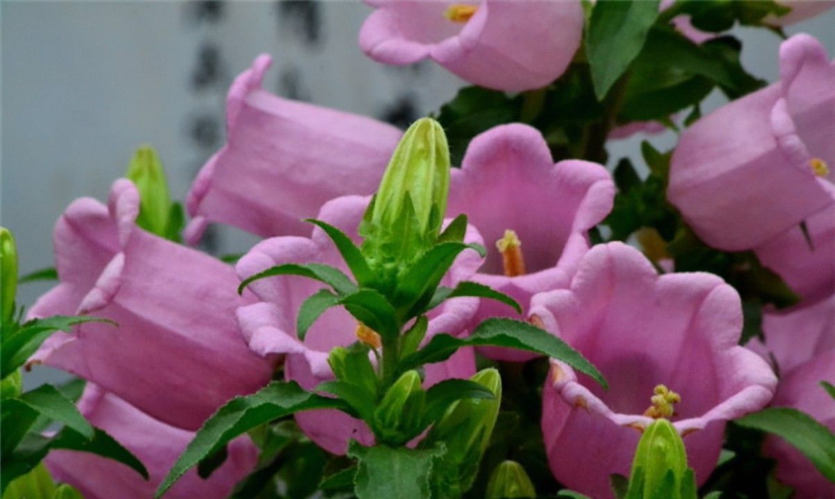 养花|养花试试这几款,放在阳台超级美