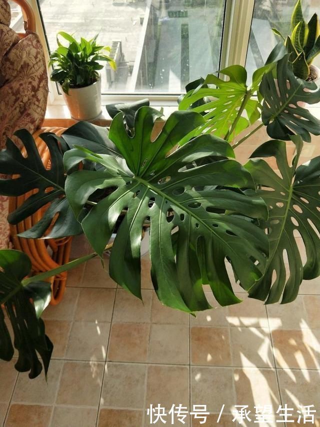 龟背竹|3种“大气花”越热越长个,新叶呼呼窜,室内百搭花,越长越高雅