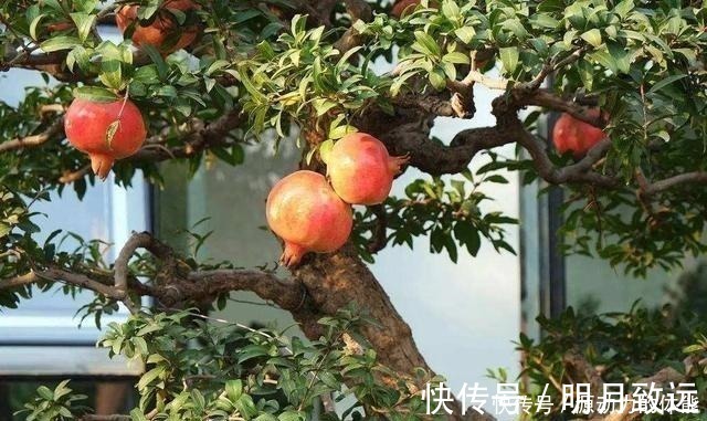 葡萄树|家有小院子，不要错过“3种果树”，寓意好，能观赏，还能摘果子