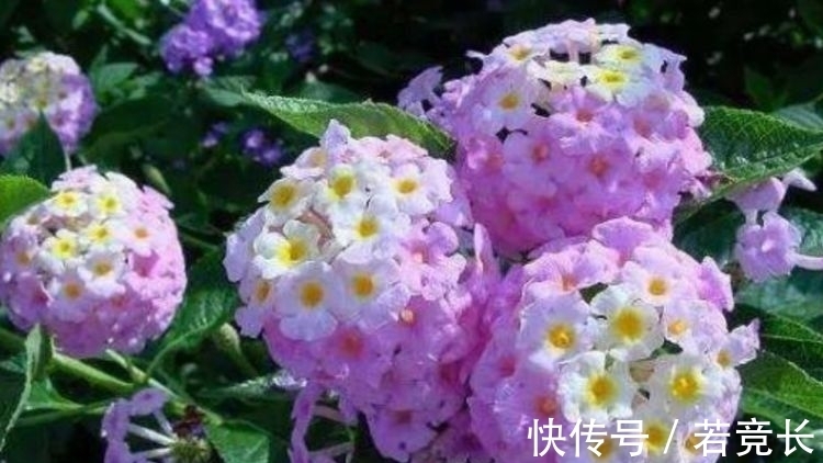 4种花不怕热不怕冷，对待新手超友好，美得让人毫无抵抗力