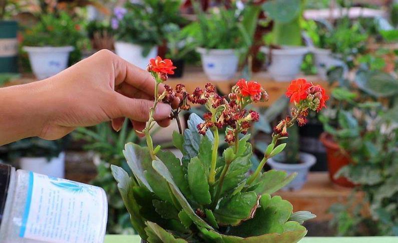 光照|长寿花想继续开花,3件事情不能做,否则只长叶,很难再次开花!