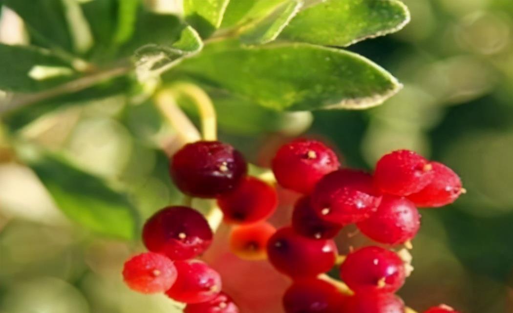 女性|女性养生,常吃3种食物,排毒养颜,抗衰老,营养又瘦身