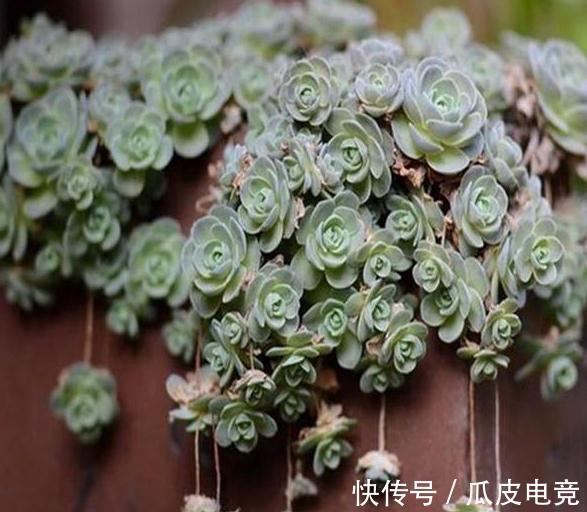 20种多肉推荐给大家,美图美肉,那种多肉你最喜欢