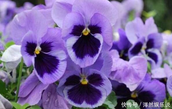 松叶菊|喜欢养花,不如养盆半枝莲,开花娇小可爱花色艳,能盆栽