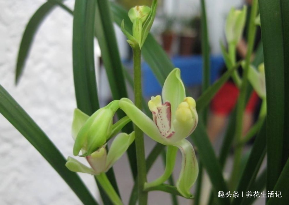 兰花叶子“萎靡不振”，用个“小方法”，叶子笔直挺立，操作简单