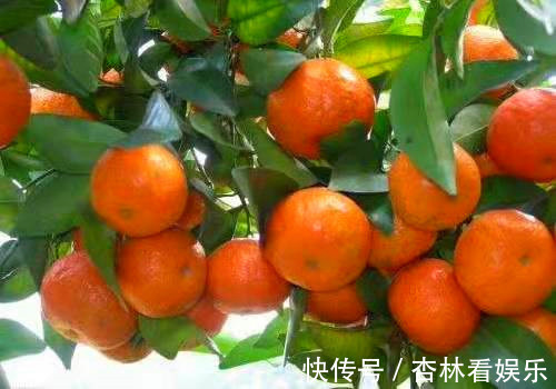 买砂糖橘，别管品种价格，见到此4种要留心，为了家人白给也不要