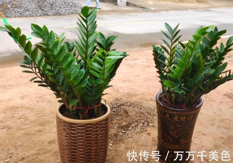 金钱树不会浇水的，赶紧瞧过来哦，分享详细教程