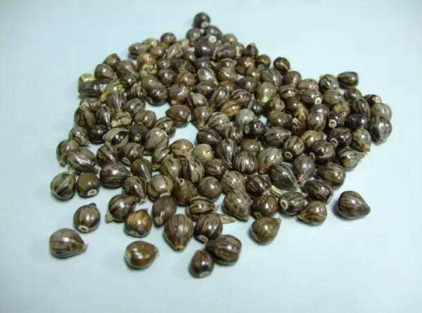 在路边遇见这种草珠子,一定要捡回家,现在知道还不晚