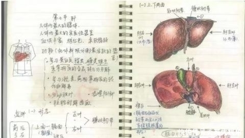 学霸的笔记原来长这样……网友期末了我想借来复习