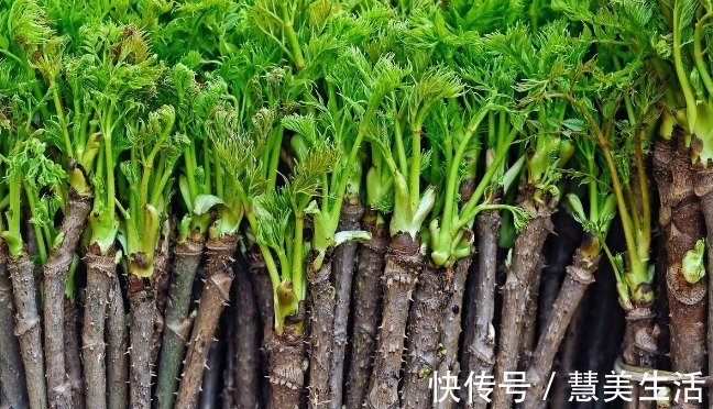 小根|65种野菜图片,带你认识不同的野菜和吃法,你想要的野菜这里都有