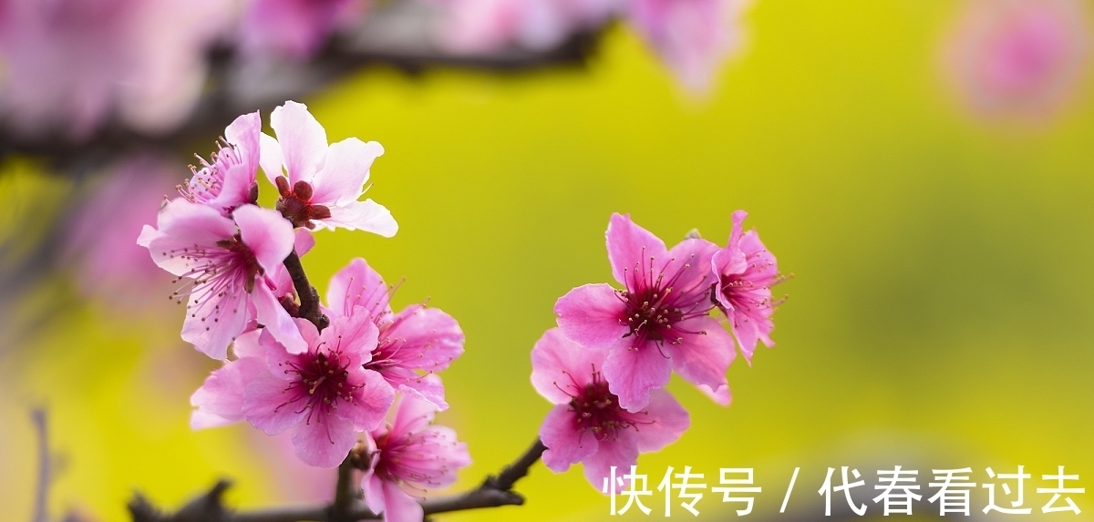 杨柱|杨柱诗词十首:嵌句偶拾(辘轳体)人面桃花相映红