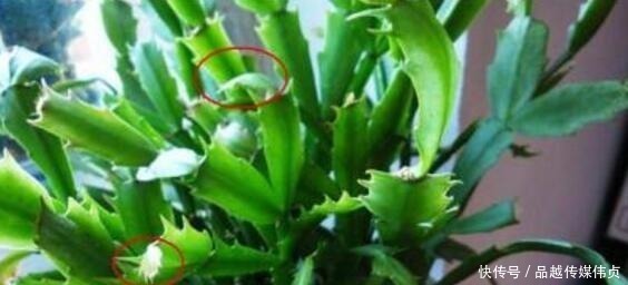 园土|蟹爪兰用“它”养,长出“钢片”叶,又硬又绿,再也不会“软”!