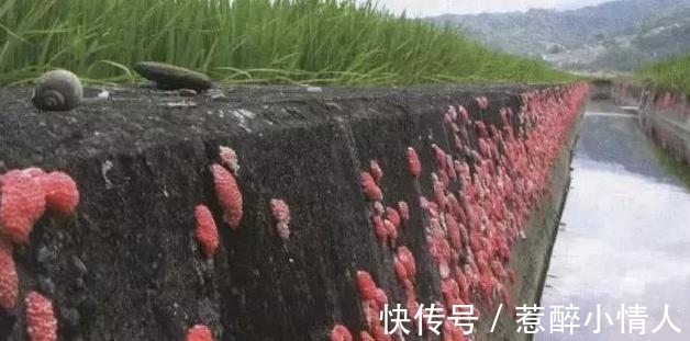女子在水田里捡了一篮“田螺”，回家准备爆炒，邻居：快扔掉