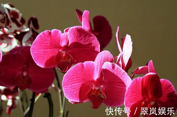 花朵|蝴蝶兰长势差，开花少只需注意3个方面，花繁叶茂更美观