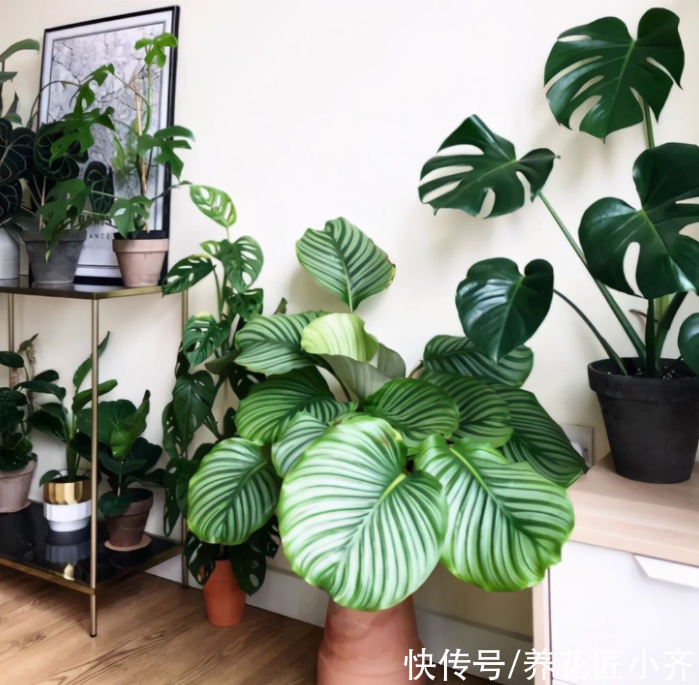 叶片|养花光照要求不同，可以分为“5种”类型，根据植物不同合理摆放