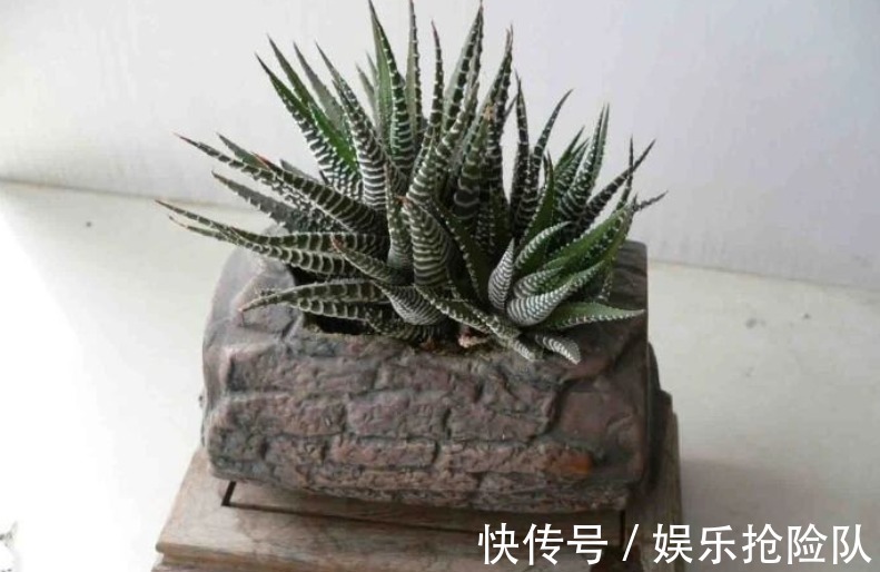 伤口|多肉长花箭该如何处理？除了剪掉，还要这么处理花箭和术后母株