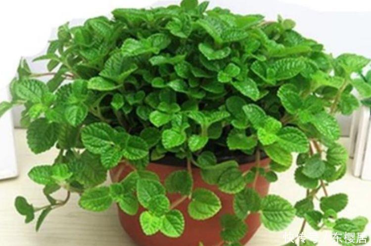 吸毒草|人养花,花也养人,4种花净化空气,杀菌去异味,家家必备!