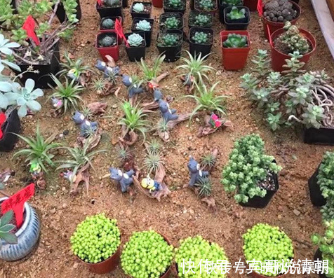 大叔|农场大叔的一个小妙招,多肉种在“这”上面,3个月都不用浇水!