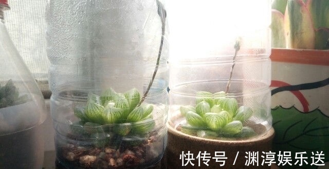 矿泉水瓶有“大作用”,10个“用法”最经典,可以种豆芽、养花