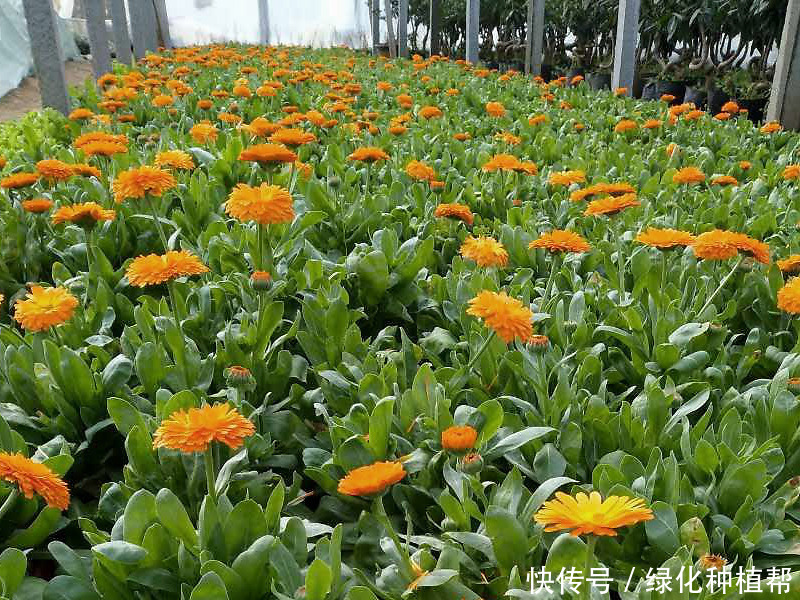 金盏菊，是一种药材，还是一种食材，更是赏花界一道靓丽的风景线