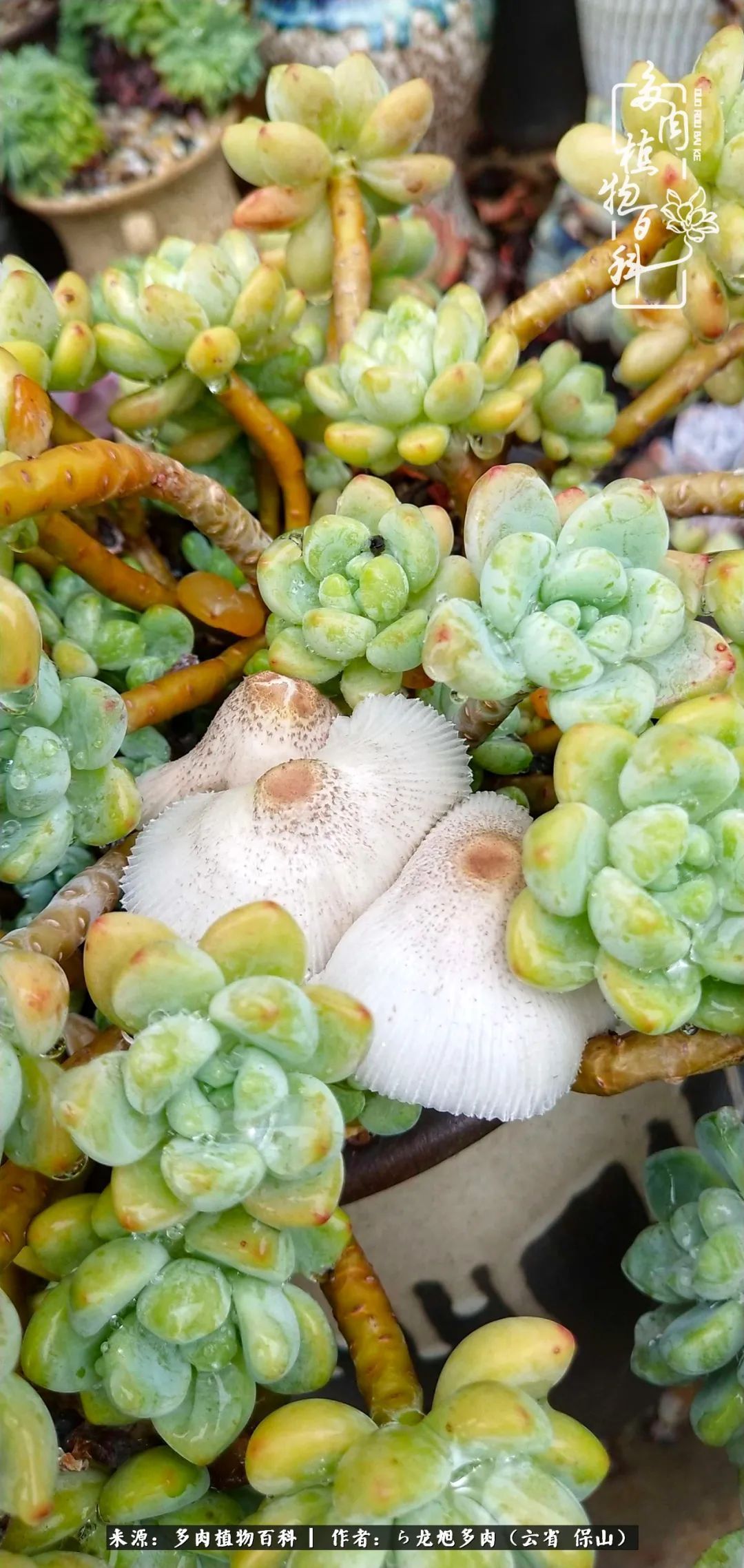 叶片|美了，美了！当秋天的风吹向你我的多肉！