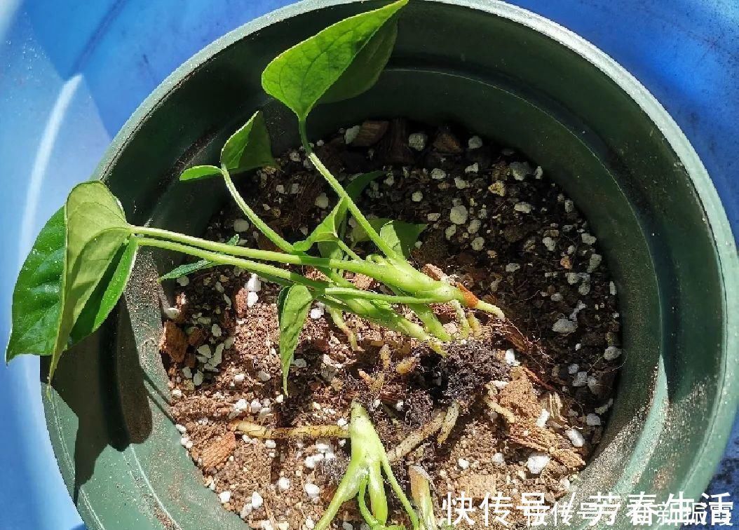 枝条|茉莉花扦插有机关,砍这一段枝条,插土里3天就活