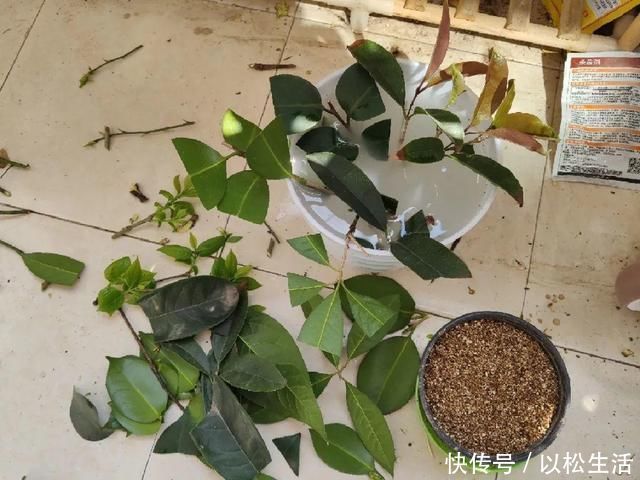 6月，最适合扦插的花，一插就活，大白根冒疯了