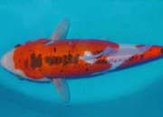 锦鲤分类浅黄秋翠锦鲤 快资讯