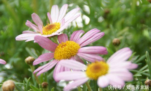 很值得入手的盆栽花，花美似牡丹，四季都开花