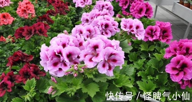 新芽|开花万人迷,做到4点,花儿拥挤刹不住