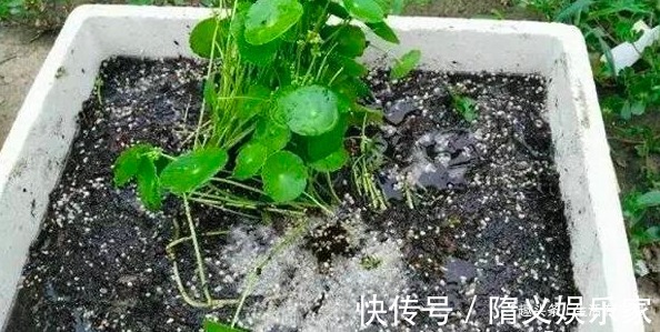 泡沫箱子怎么样能扦插植物，能堆肥，还能当花盆，养花的好宝贝