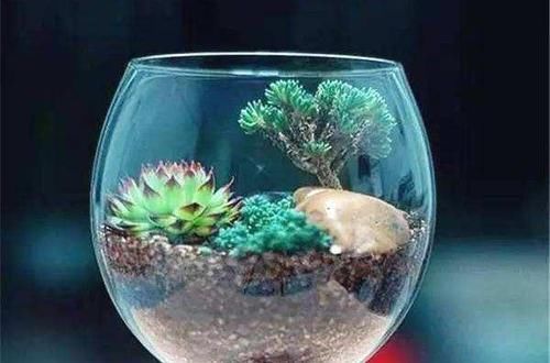 养花|除了花盆之外,这些东西也是绝佳的养花神器,你用过吗?