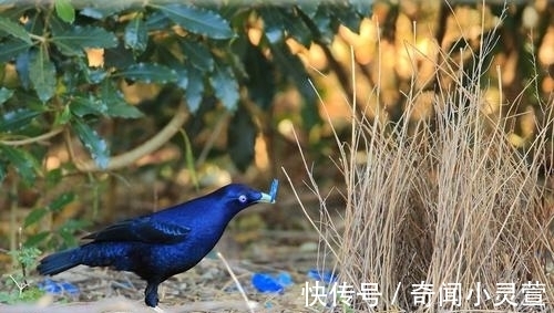 海狸|有趣又好玩的冷知识，难怪外国小孩以为圣诞老人是中国的